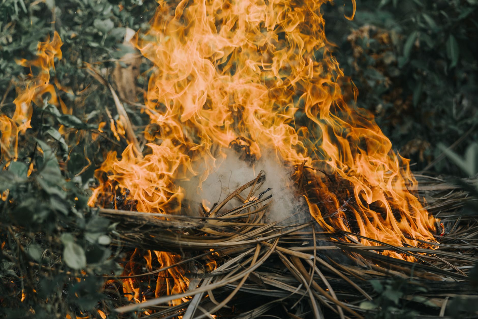 A bright and vivid outdoor fire with flames engulfing dry leaves in a natural setting.