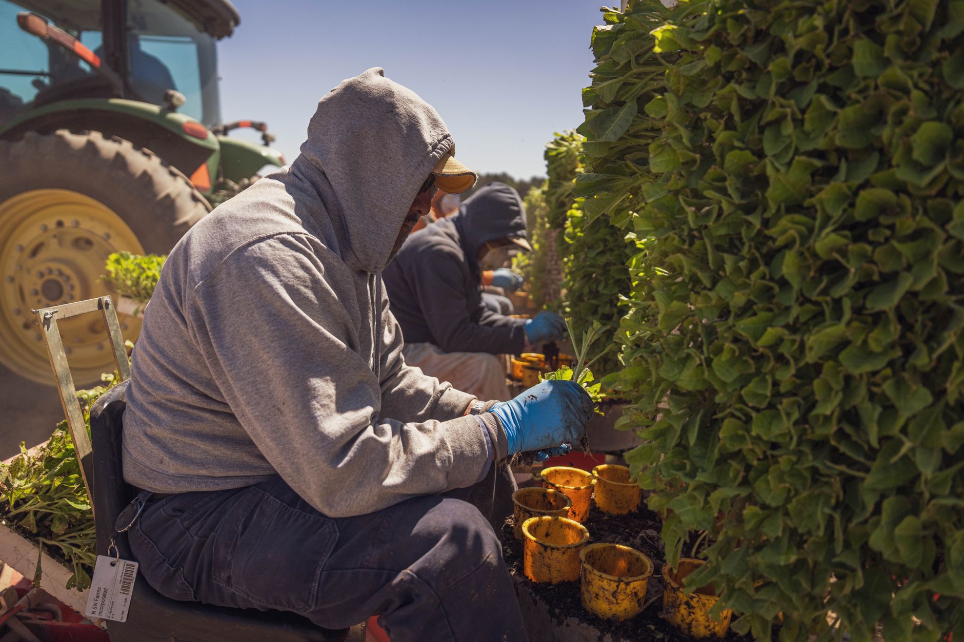 Farm workers with hoodies and gloves planting crops outdoors on a sunny day.