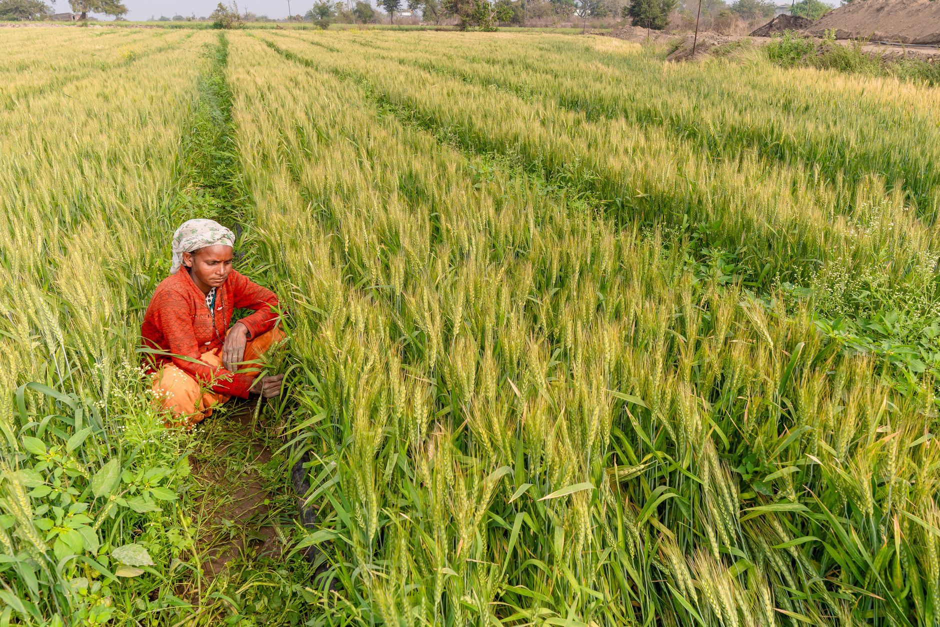 An Indian farmer tends to a lush wheat field under clear skies.